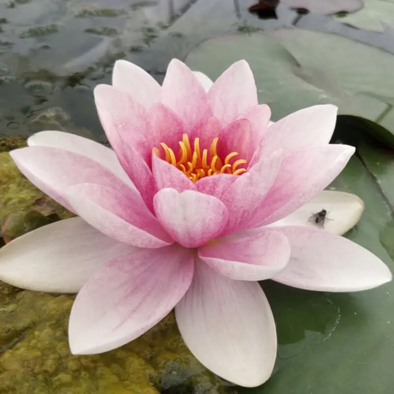 fiore di ninfea - In che periodo fioriscono le ninfee