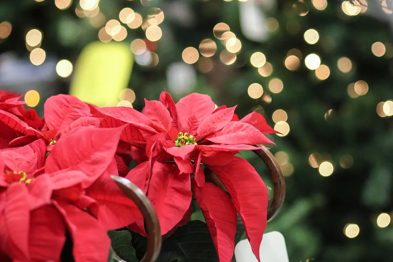 Quando fiorisce la Stella di Natale: Consigli per farla rifiorire - In che periodo fioriscono le Stelle di Natale quando fiorisce la stella di natale - In che periodo fioriscono le Stelle di Natale