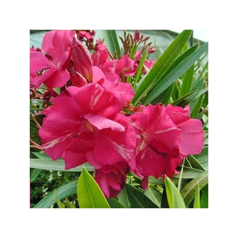 oleandro fiore doppio vendita - In che periodo si piantano gli oleandri