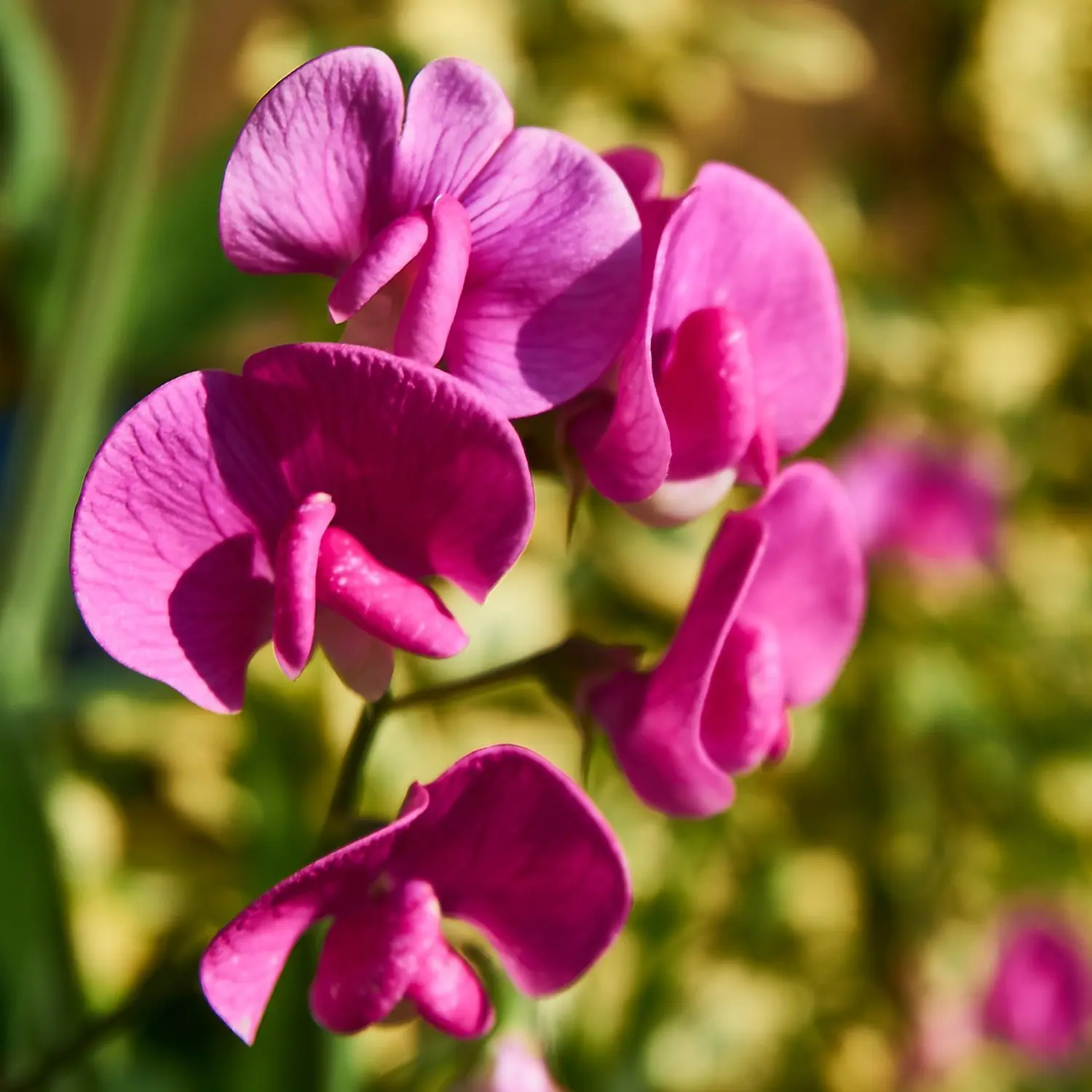 Pisello odoroso fiore: bellezza e profumo per il tuo giardino