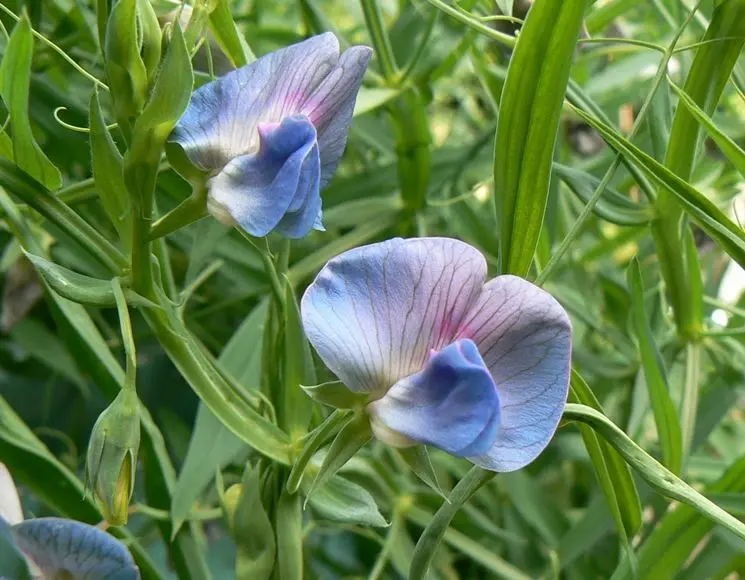 Cicerchie Fiori: La Pianta Perenne dalle Proprietà Nutrizionali Straordinarie - In che periodo si piantano le cicerchie cicerchie fiori - In che periodo si piantano le cicerchie