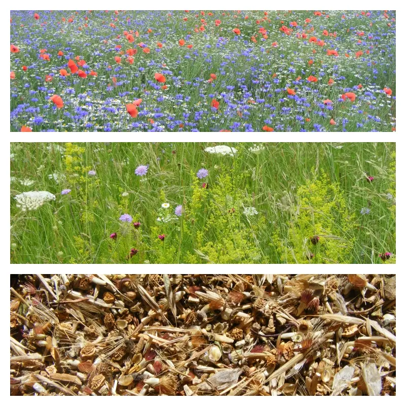 semi di fiori di campo - In che periodo si possono raccogliere i semi dei fiori