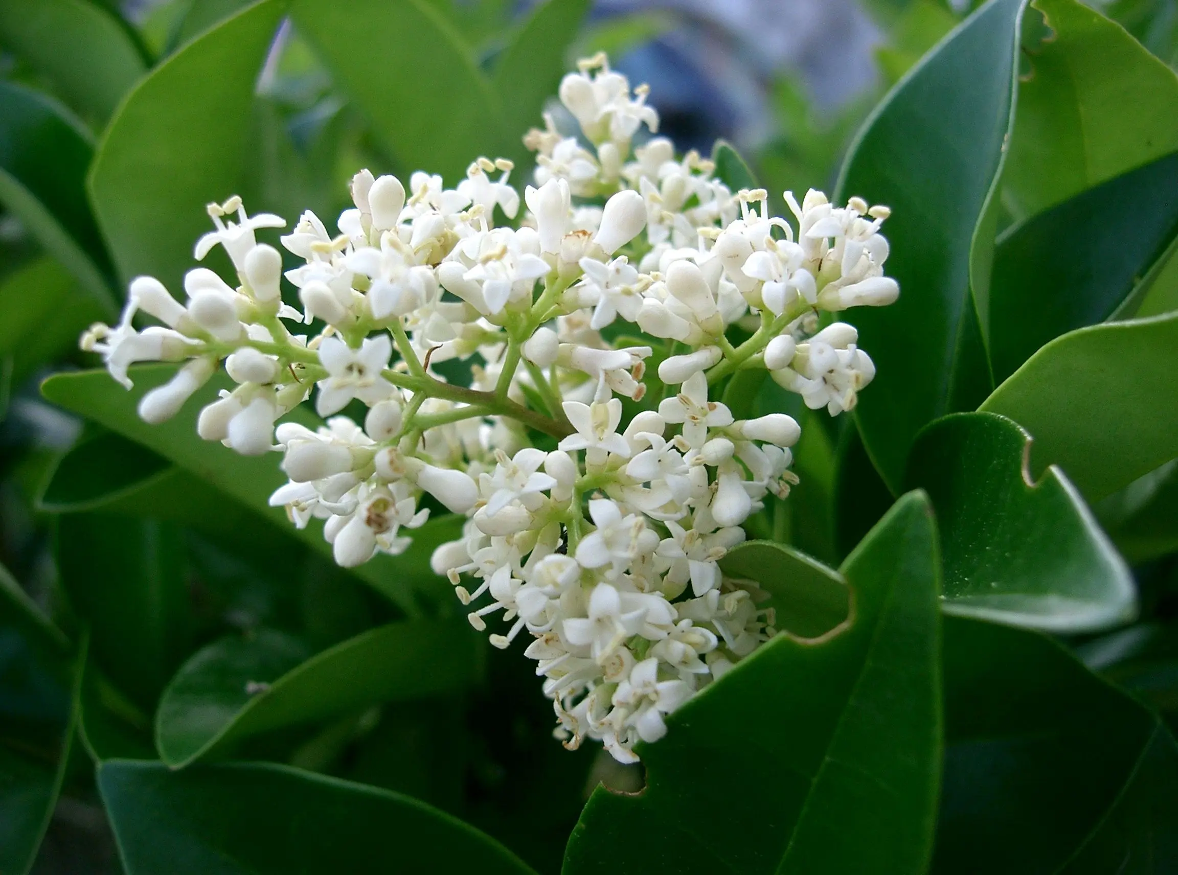 Fiori di Ligustro: Tutto quello che devi sapere - In che periodo si pota il ligustro fiori di ligustro - In che periodo si pota il ligustro