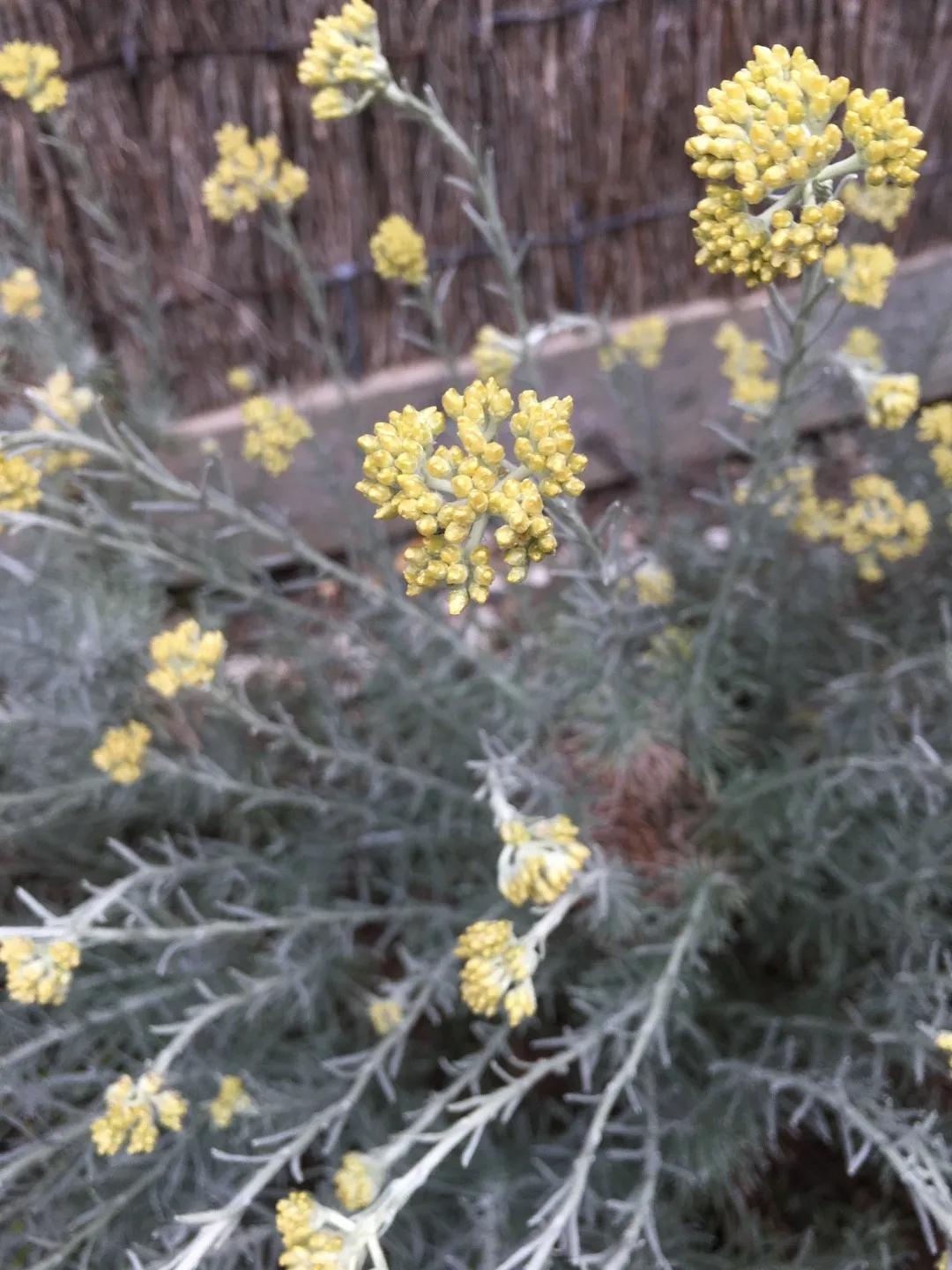 elicriso fiore di carta coltivazione - In che periodo si pota l Elicriso