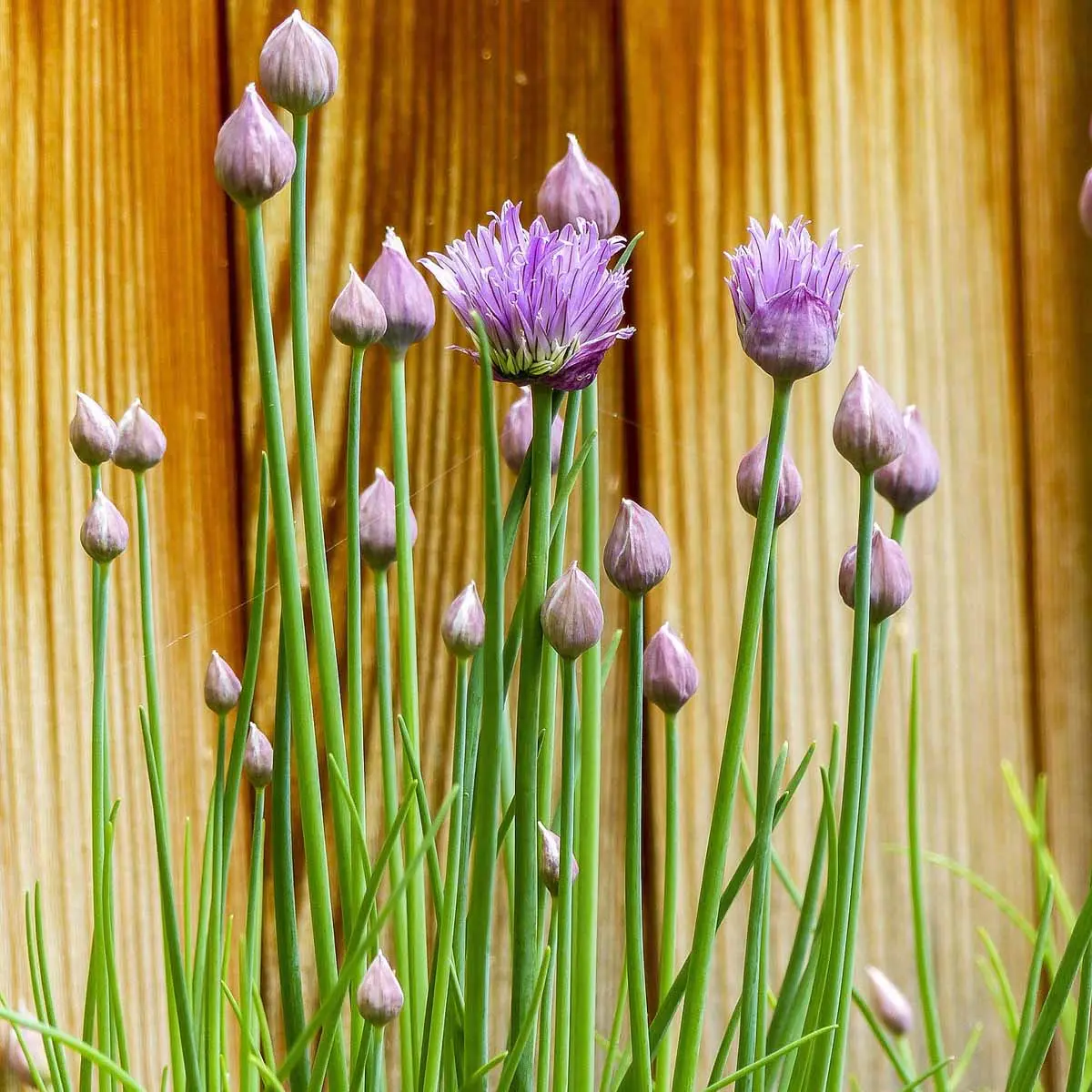 Fiori Erba Cipollina: Come Coltivarli e Utilizzarli in Cucina - In che periodo si pota l'erba cipollina fiori erba cipollina - In che periodo si pota l'erba cipollina