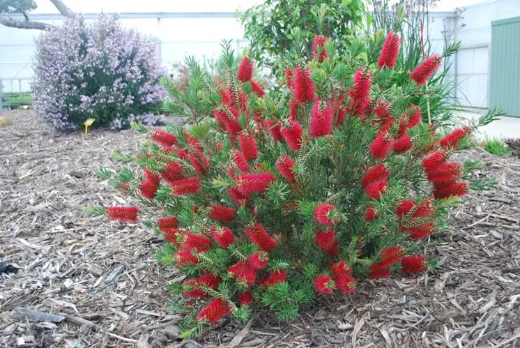 fiore callistemon - In che periodo si pota lo spazzolino