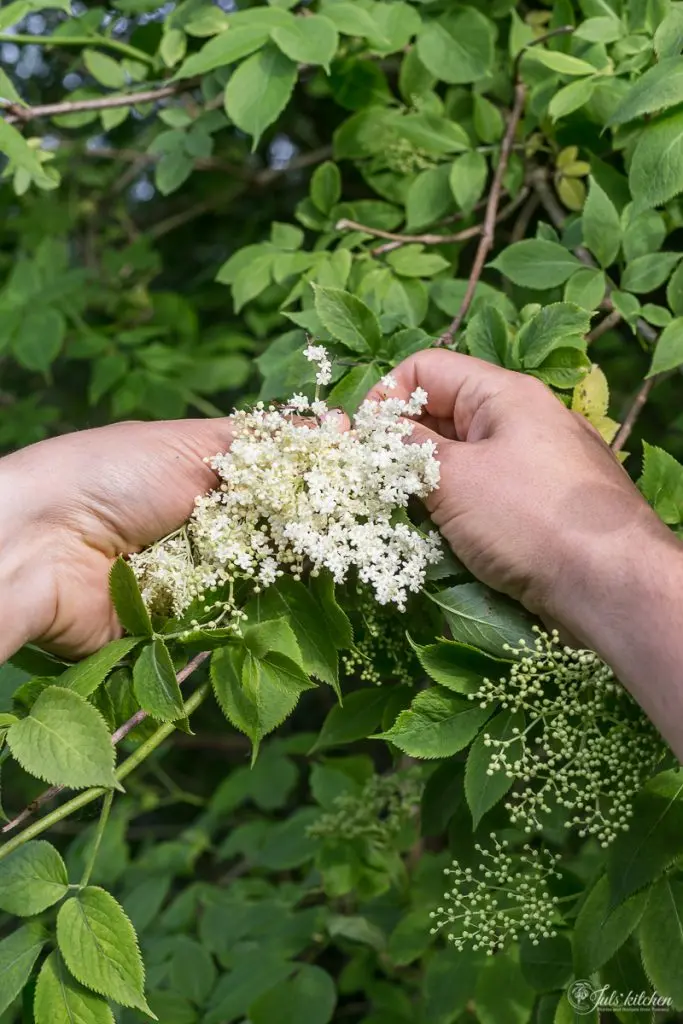 Fiori di Sambuco: Quando Raccoglierli e Come Utilizzarli - In che periodo si raccoglie il sambuco fiori di sambuco quando raccoglierli - In che periodo si raccoglie il sambuco