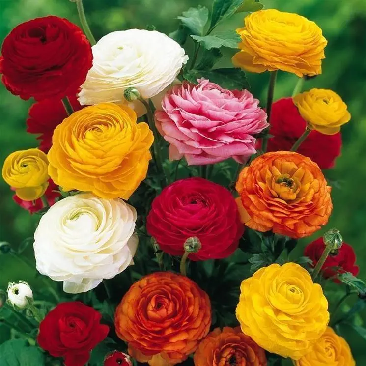 Ranuncoli Fiori Immagini: Tutto quello che devi sapere sui ranuncoli - In che periodo si trovano i ranuncoli ranuncoli fiori immagini - In che periodo si trovano i ranuncoli