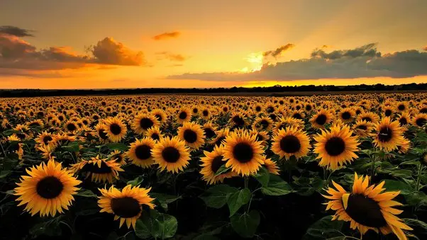 Quando fioriscono i girasoli - In che stagione ci sono i girasoli quando fioriscono i girasoli - In che stagione ci sono i girasoli