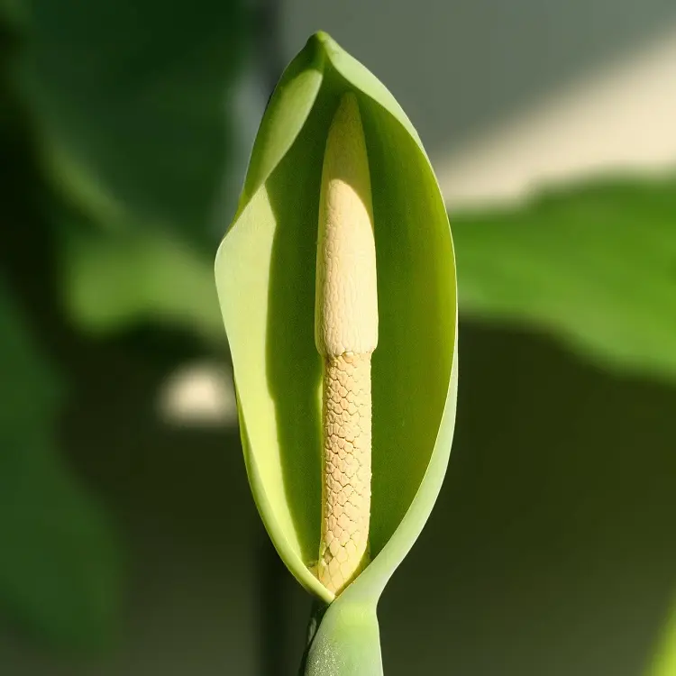Alocasia Polly Fiore: Tutto quello che devi sapere - Perché Alocasia piange alocasia polly fiore - Perché Alocasia piange