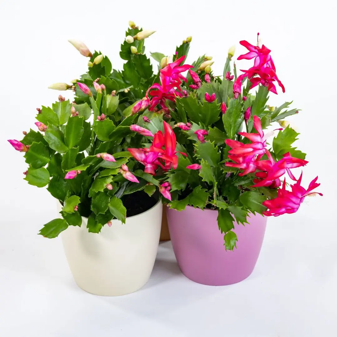 Fiore natalina: un tocco di colore per natale