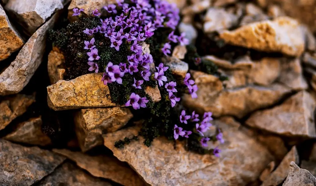 Non è ovunque che si può fiorire: perché è importante farlo - Perché fiorire Si può e si deve non è ovunque che si puo fiorire - Perché fiorire Si può e si deve