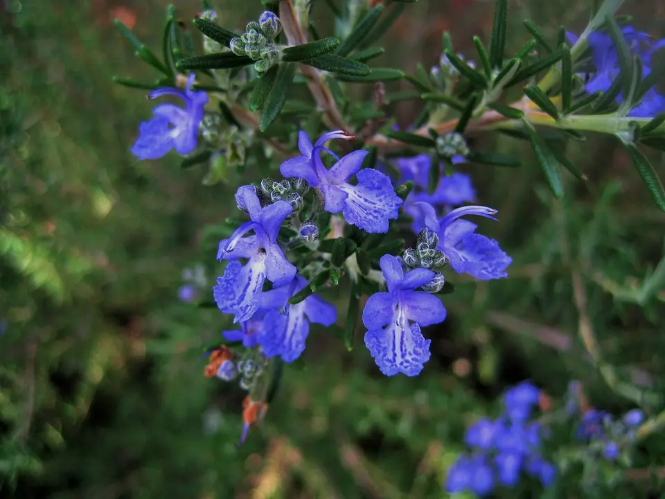 rosmarino fiore - Perché fiorisce il rosmarino