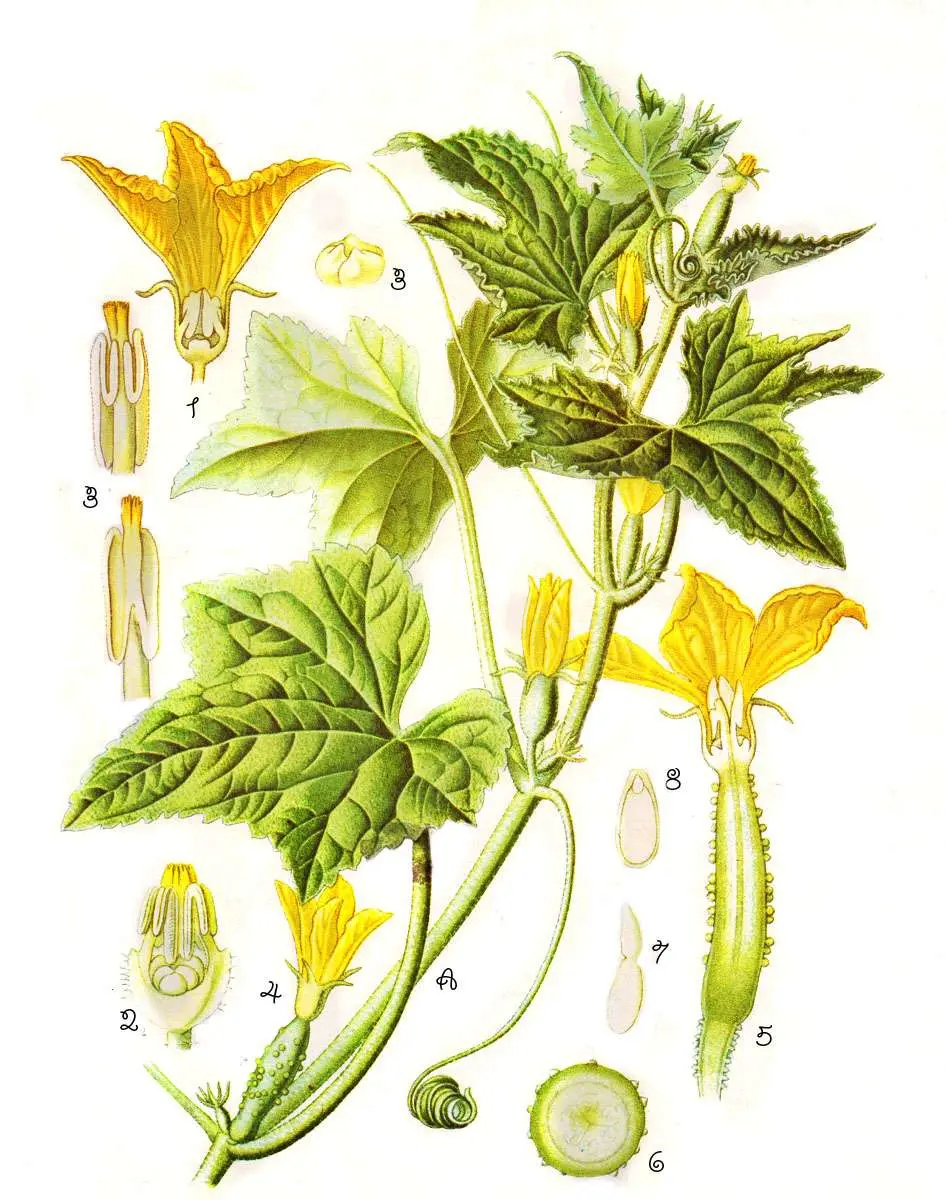 cetrioli fiori maschili e femminili - Perché i cetrioli fanno solo fiori