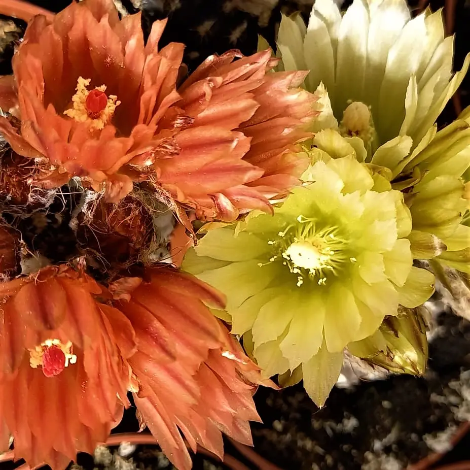Come far fiorire piante grasse e cactus