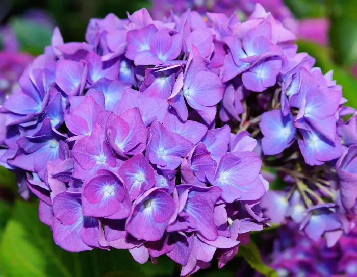 Ortensia: significato e simbolismo del fiore - Perché i fiori dell ortensia si afflosciano ortensia significato fiore - Perché i fiori dell ortensia si afflosciano