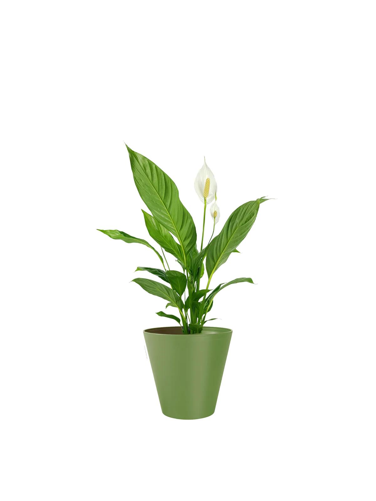 Perché i fiori dello Spathiphyllum diventano verdi - Perché i fiori dello Spathiphyllum diventano verdi spatifillo fiore verde - Perché i fiori dello Spathiphyllum diventano verdi