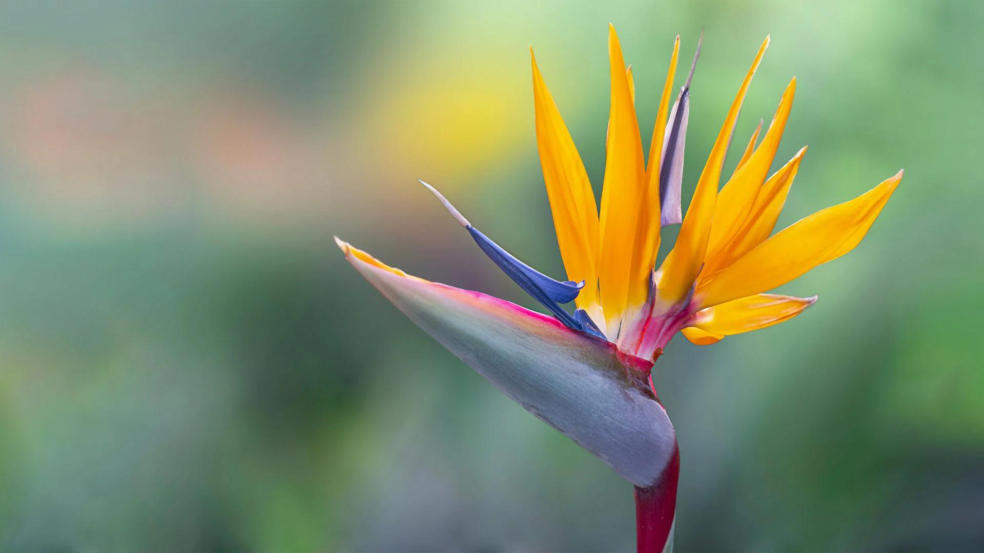 Perché non tutti i fiori sbocciano nello stesso periodo - Perché i fiori sbocciano in periodi diversi perché non tutti i fiori sbocciano nello stesso periodo - Perché i fiori sbocciano in periodi diversi