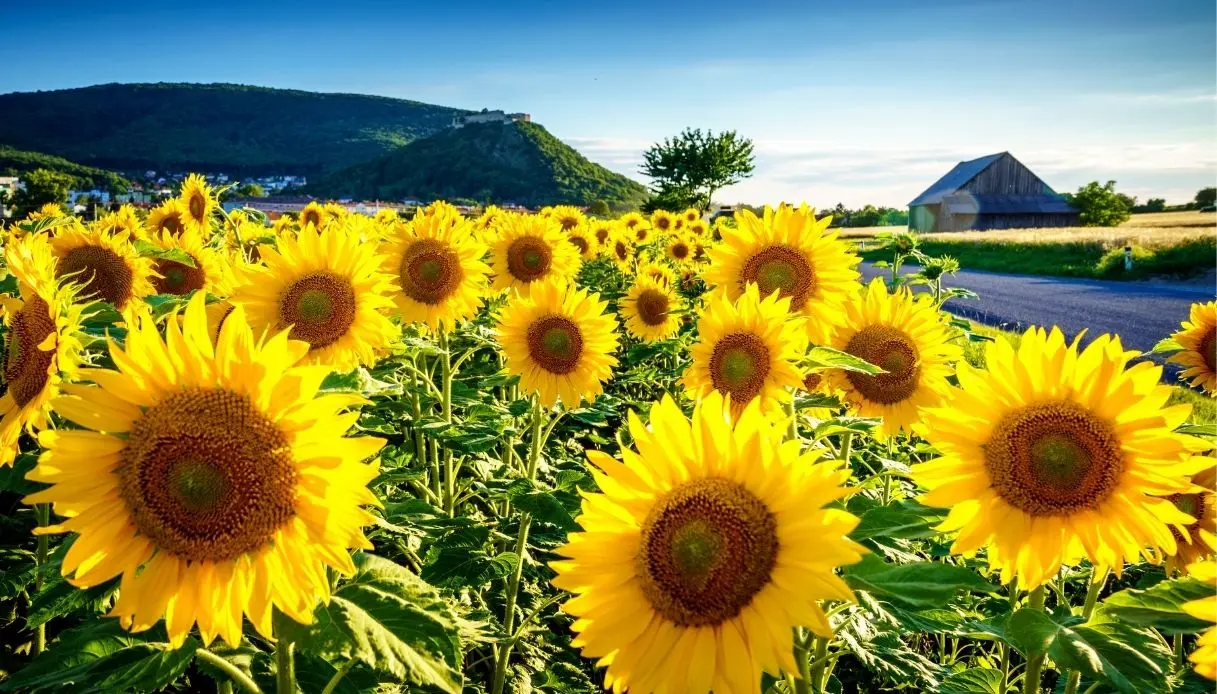 Orientamento di un fiore verso il sole - Perché i girasoli seguono il movimento del sole orientamento di un fiore verso il sole - Perché i girasoli seguono il movimento del sole
