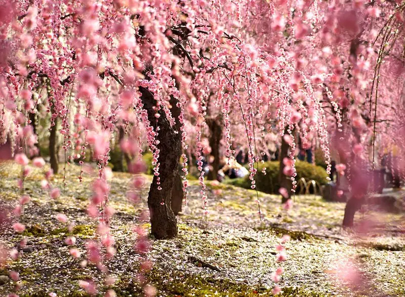 Quando fiorisce il ciliegio: i segreti del suo splendore - Perché il ciliegio fiorisce in autunno quando fiorisce il ciliegio - Perché il ciliegio fiorisce in autunno