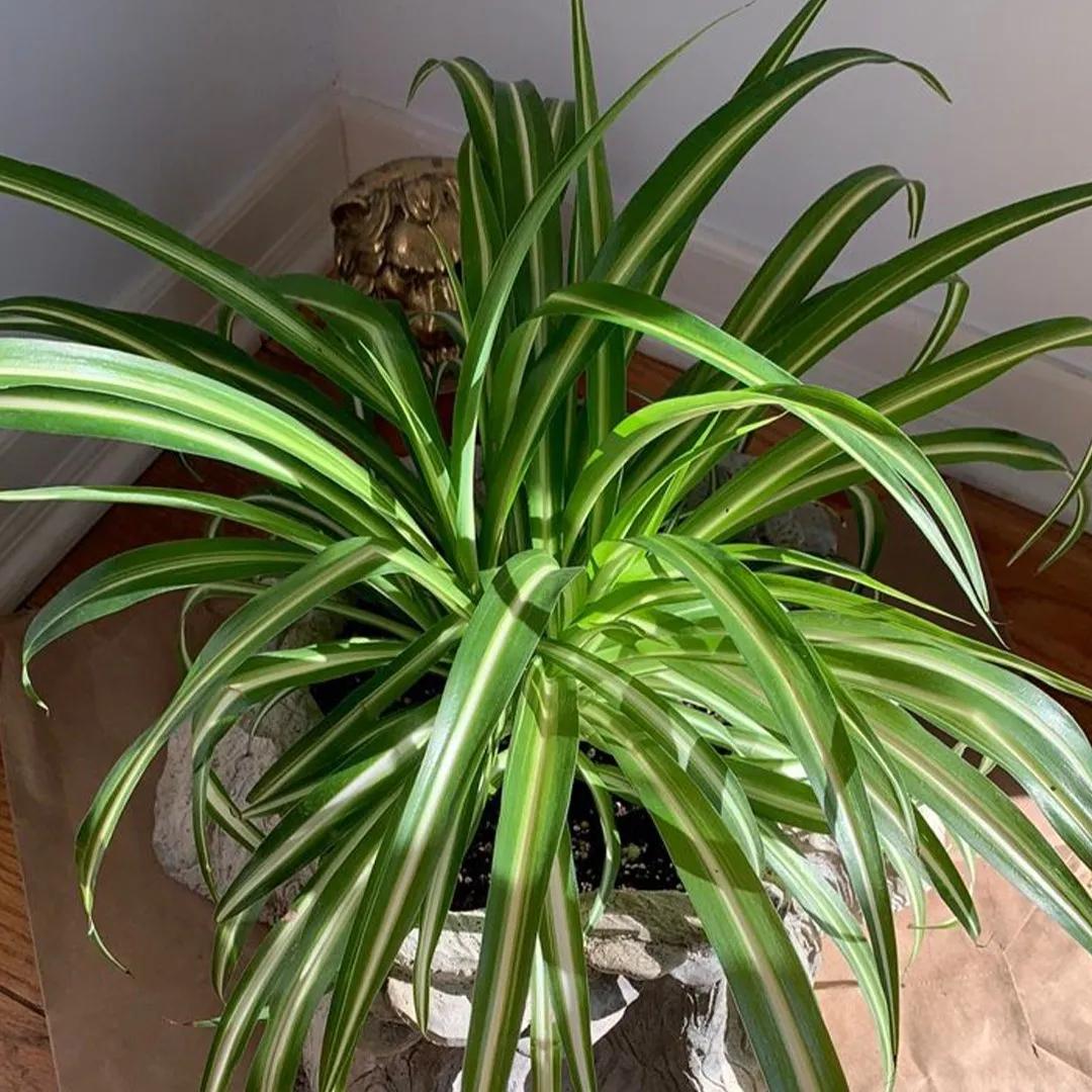 Pianta Ragno Fiori: Una Pianta Decorativa e Depuratrice dell'Aria - Perché il Falangio ha le punte secche pianta ragno fiori - Perché il Falangio ha le punte secche