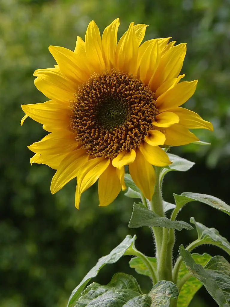Fiore girasole buon compleanno: significato e simbolismo - Perché il girasole si chiama così fiore girasole buon compleanno - Perché il girasole si chiama così
