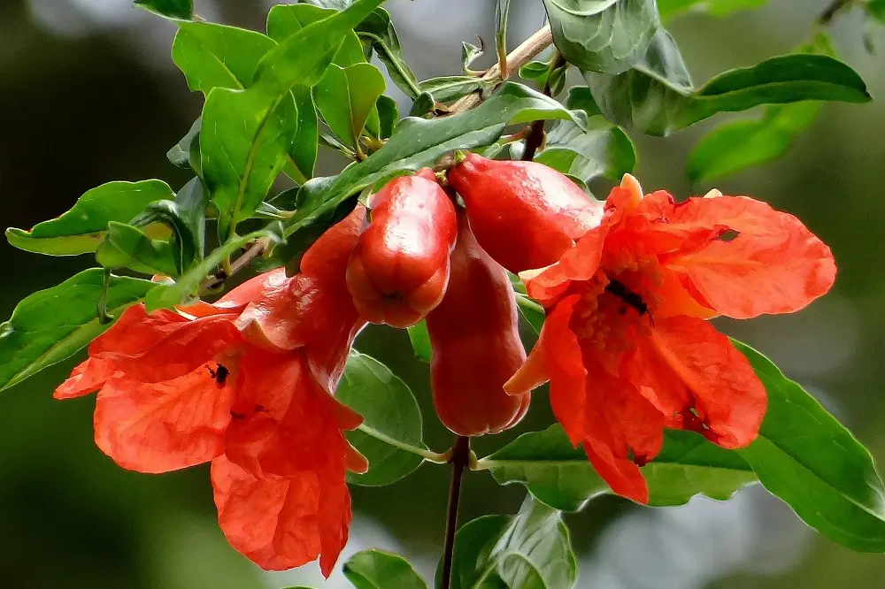 Fiori di melograno: tutto quello che devi sapere - Perché il melograno fa i fiori ma non i frutti fiori di melograno - Perché il melograno fa i fiori ma non i frutti