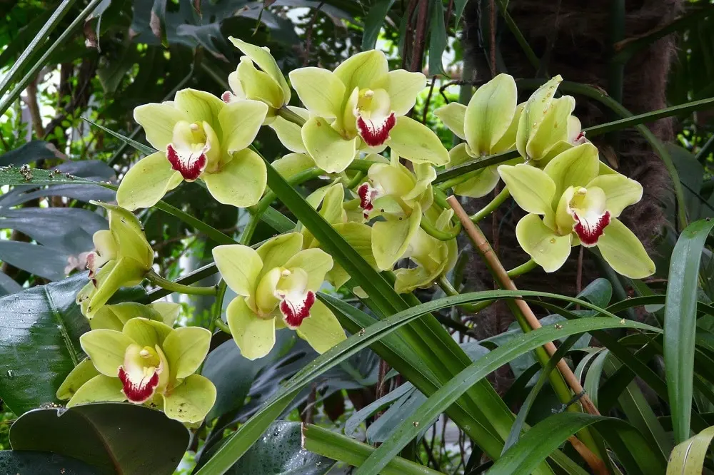 orchidea cymbidium come farla fiorire - Perché il mio Cymbidium non fiorisce