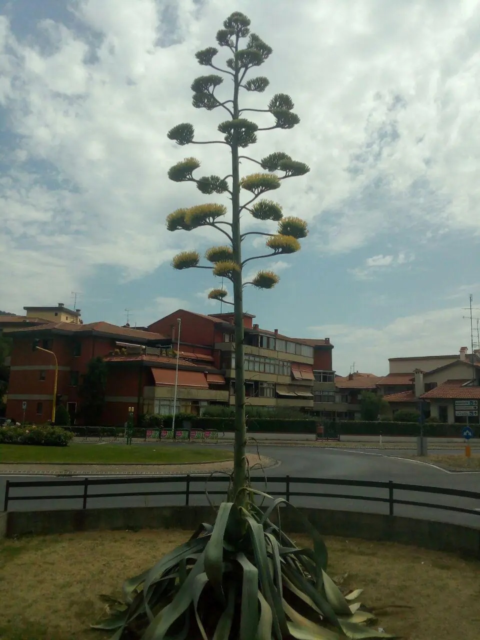 Muore Agave Fiore: una tragica fine dopo la fioritura - Perché l agave muore dopo la fioritura muore agave fiore - Perché l agave muore dopo la fioritura