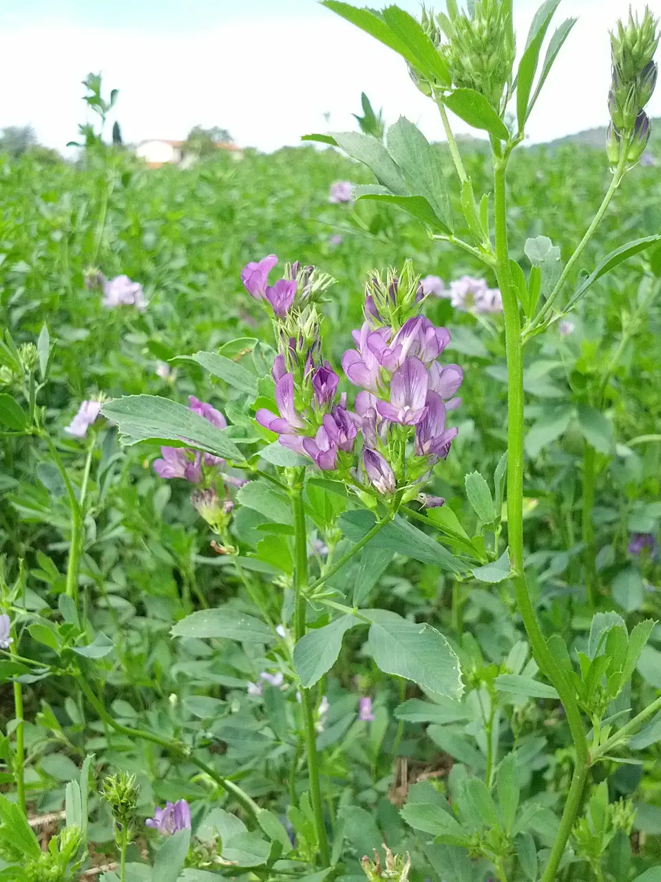 Erba Medica Fiore: La pianta dalle molteplici proprietà benefiche - Perché l'erba medica si chiama così erba medica fiore - Perché l'erba medica si chiama così