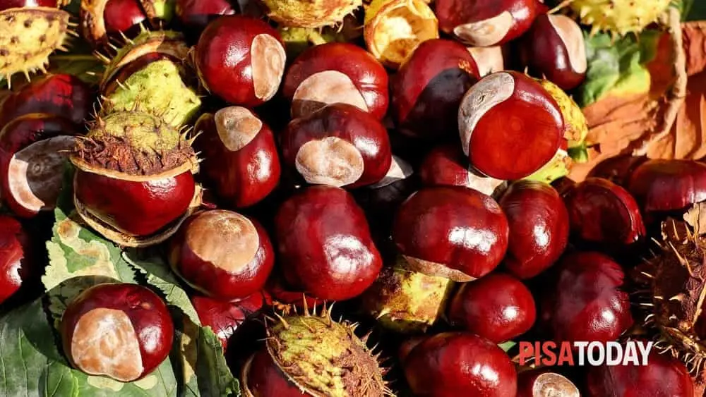 Ippocastano fiore: un albero ornamentale dalle belle infiorescenze - Perché l'ippocastano non è commestibile ippocastano fiore - Perché l'ippocastano non è commestibile