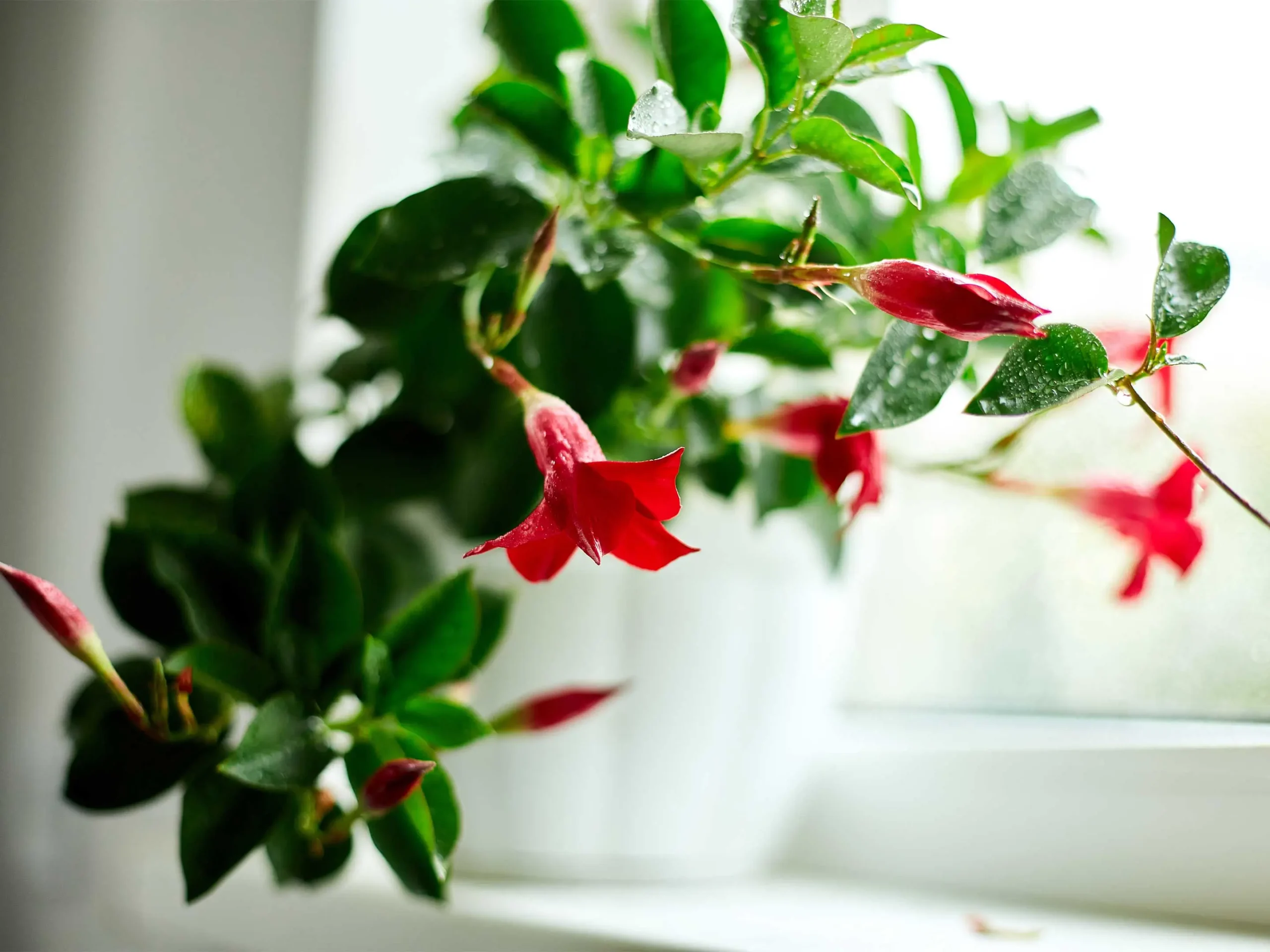 dipladenia non fiorisce - Perché la mia Mandevilla non mette fiori