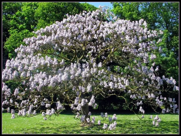 dopo quanti anni fiorisce la paulownia - Perché la mia paulonia non fa fiori