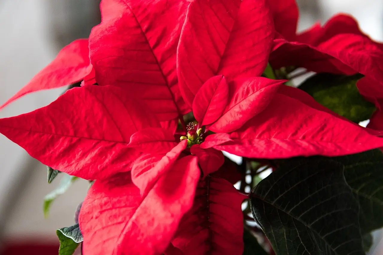 Come far fiorire la Stella di Natale - Perché la mia Stella di Natale non fiorisce come far fiorire la stella di natale - Perché la mia Stella di Natale non fiorisce
