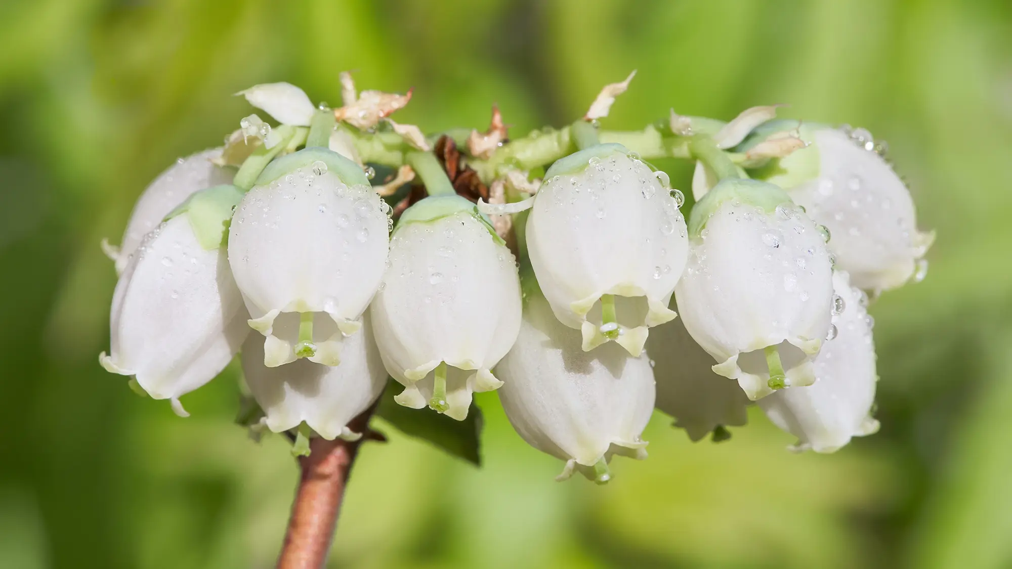 mirtilli fiori - Perché la pianta dei mirtilli non ha fatto frutti