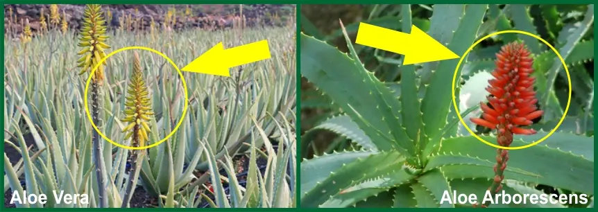 Perché la pianta di Aloe diventa gialla - Perché la pianta di Aloe diventa gialla aloe fiore giallo - Perché la pianta di Aloe diventa gialla