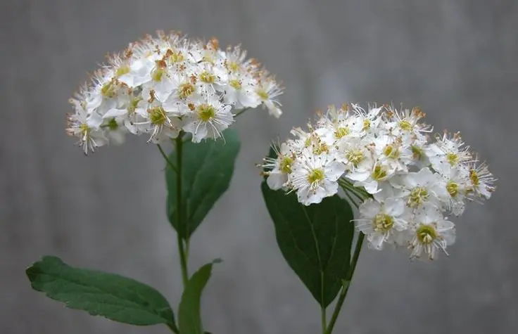 spirea fiore - Perché la Spirea non fiorisce