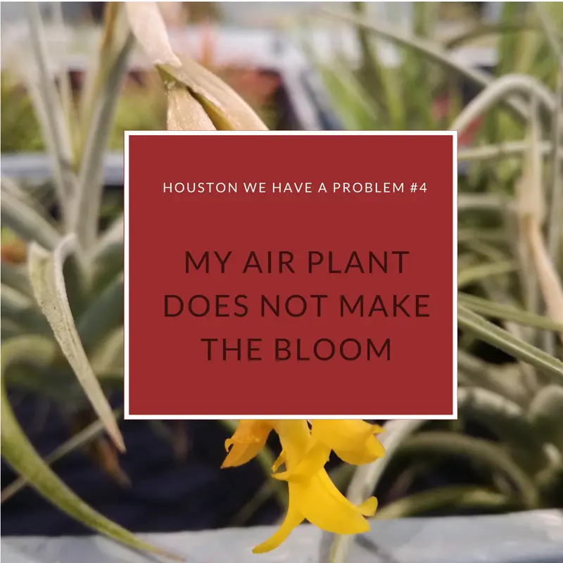 Tillandsia fiori: tutto sulla fioritura delle air plants