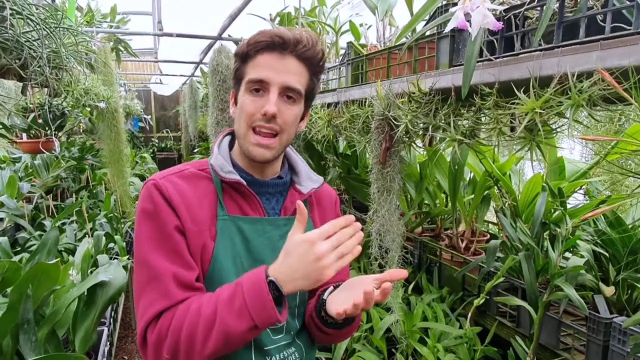 Orchidee che non fioriscono: cause e soluzioni - Perché le orchidee fanno solo foglie orchidea non fiorisce - Perché le orchidee fanno solo foglie