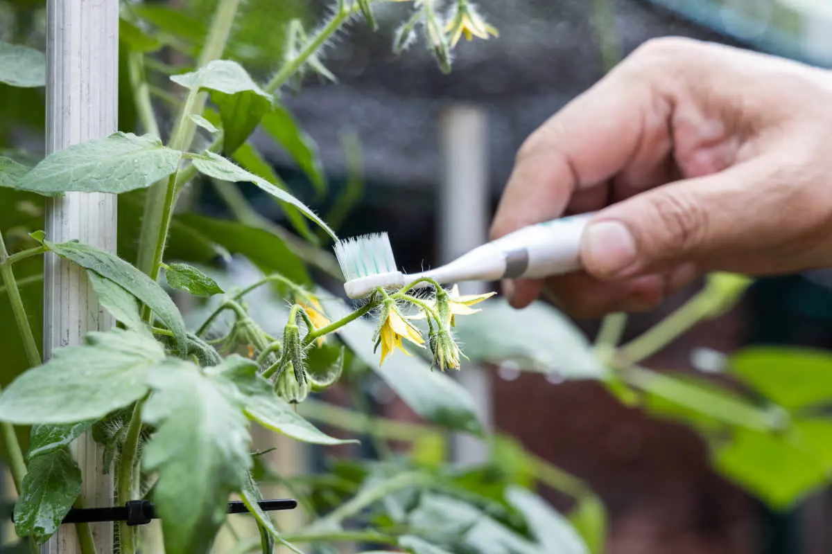 Fiori Pomodoro: Quanto tempo passa dal fiore al pomodoro? - Perché le piante di pomodoro fanno i fiori ma non i frutti fiori pomodoro - Perché le piante di pomodoro fanno i fiori ma non i frutti