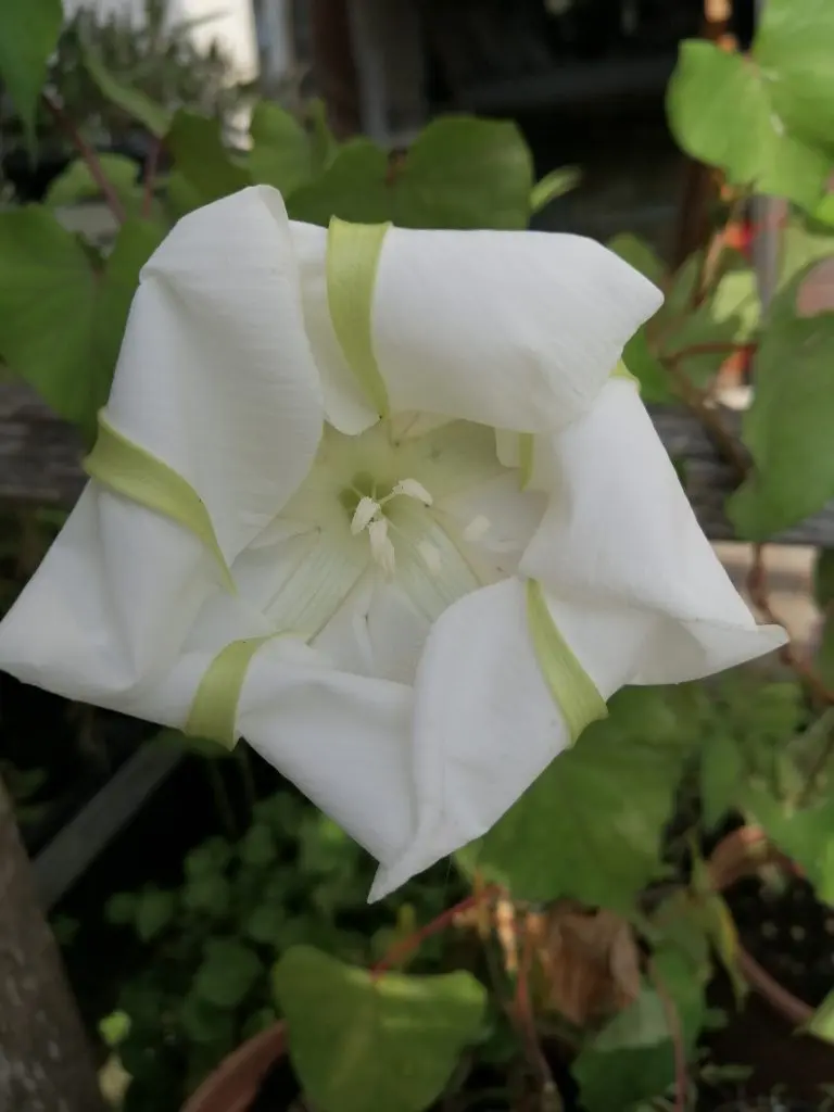Fiore di Luna Leggenda - Perché le rose hanno le spine mito fiore di luna leggenda - Perché le rose hanno le spine mito