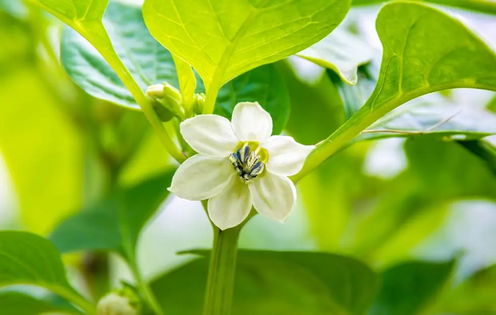 fiori peperoncino - Perché peperoncino fa fiori ma non frutti