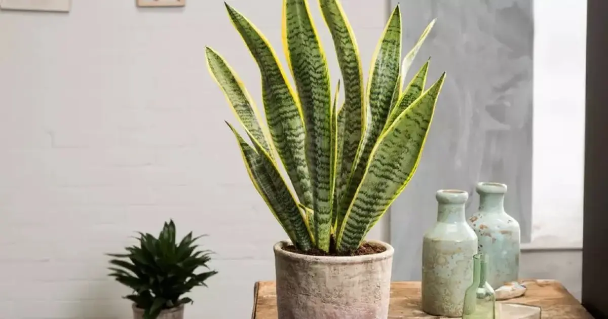 Lingua di Suocera Fiore: Caratteristiche e Cura - Perché regalare una Sansevieria lingua di suocera fiore - Perché regalare una Sansevieria