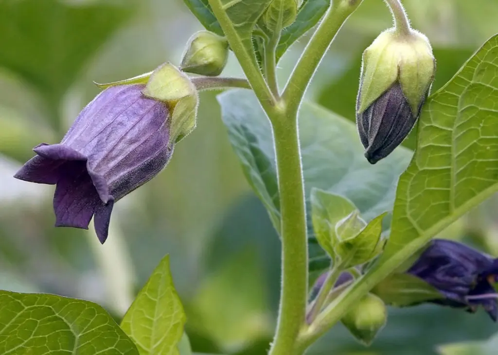 fiore di bella donna - Perché si chiama belladonna