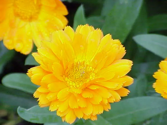 Che fiore è il Marigold - Perché si chiama calendula marigold fiore - Perché si chiama calendula