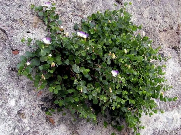 Il significato del fiore di cappero: un simbolo di passione e amore - Perché si chiama cappero fiore di cappero significato - Perché si chiama cappero