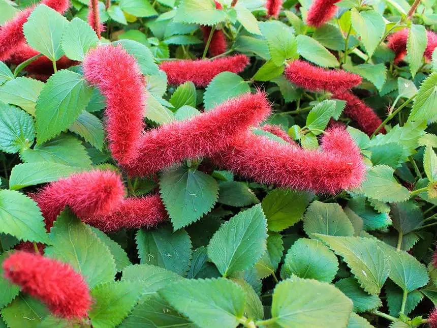 Fiori Coda di Volpe: Un simbolo di bellezza e eleganza - Perché si chiama Coda di Volpe fiori coda di volpe - Perché si chiama Coda di Volpe