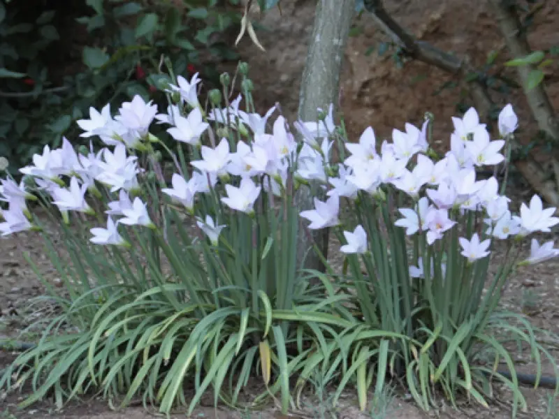 Giglio della pioggia: una pianta afmaravilloso per il tuo giardino - Perché si chiama giglio della pioggia fiore della pioggia - Perché si chiama giglio della pioggia