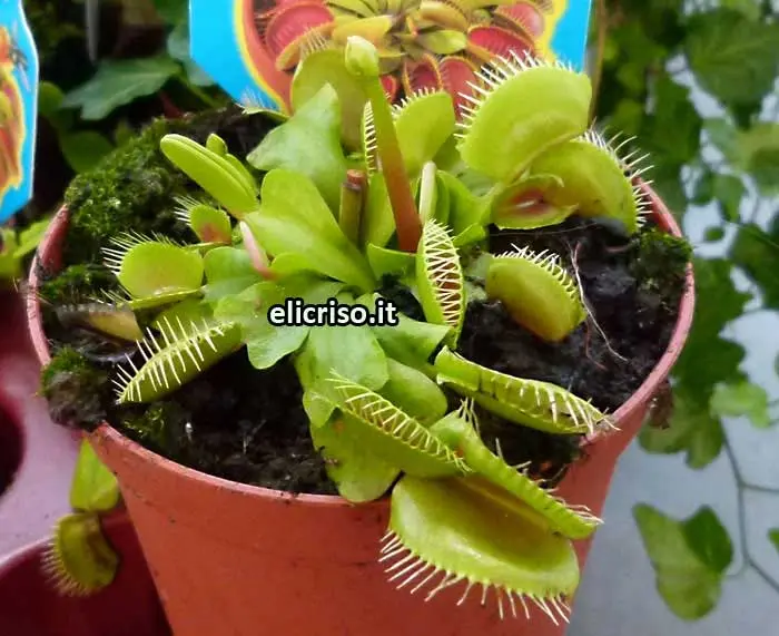 Fiori Carnivori: La Bellezza Mortale delle Piante Carnivore - Perché si chiamano piante carnivore fiori carnivori - Perché si chiamano piante carnivore