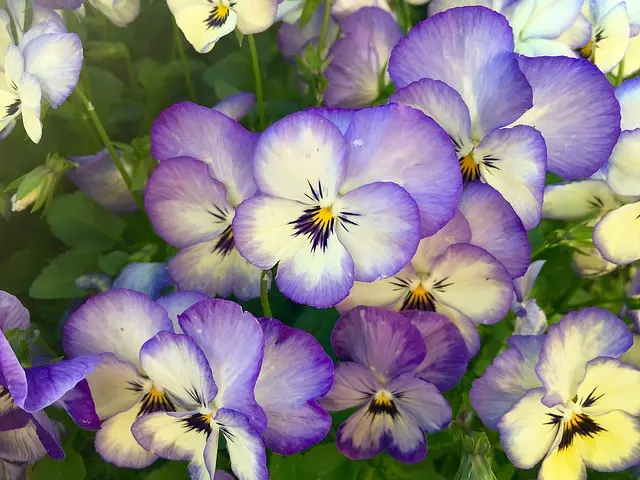 pansè fiore significato - Perché si dice le violette del pensiero